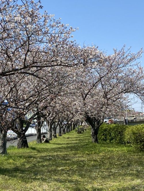 自宅の近所の桜　もうすぐ満開です